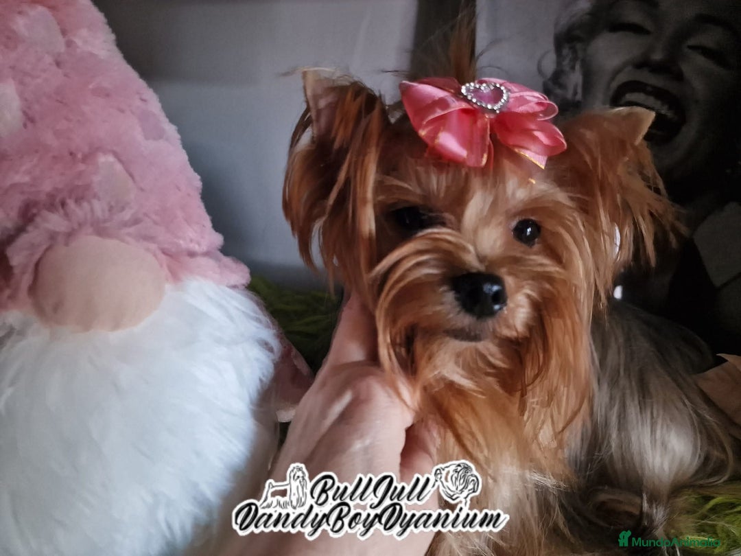 Yorkshire Terrier perros en venta: Yorkshire terrier - Imagen 8