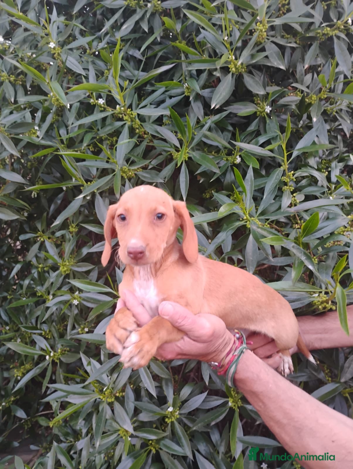 Raza Mixta perros Cruces de Tekel espectaculares Minis - Anuncio 2