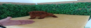 Caniche Toy Cachorro 6
