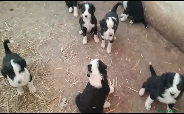 Border Collie perros - Anuncio 4