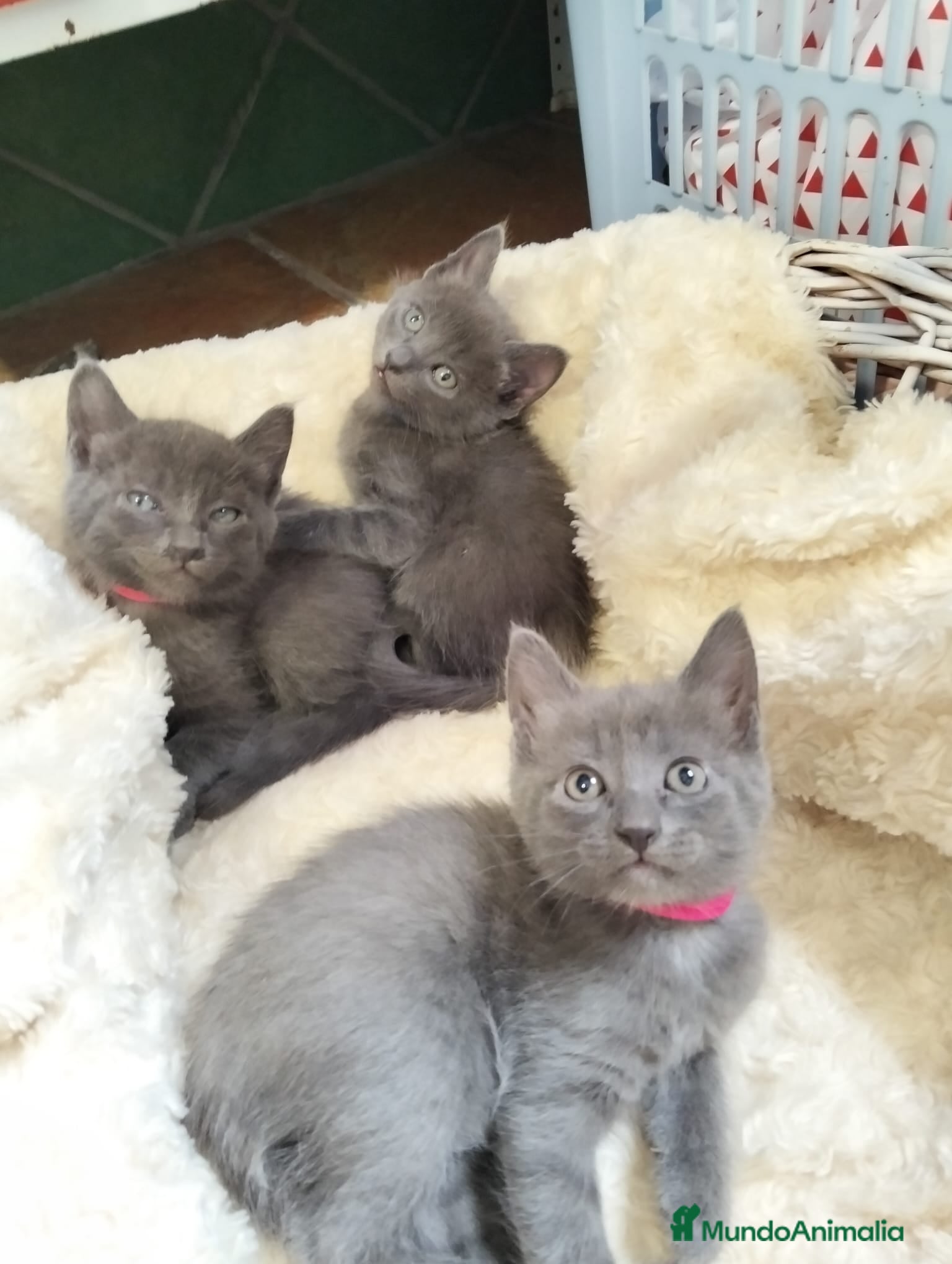 Azul Ruso gatos Azul ruso hipoalergénico  - Anuncio 1