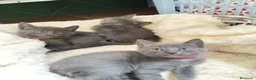Azul Ruso gatos en venta: Azul ruso hipoalergénico  - Anuncio 1