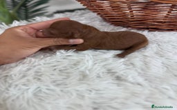 Caniche Toy perros en venta: CANICHE TOY ROJO PIMENTON MACHO - Imagen 1