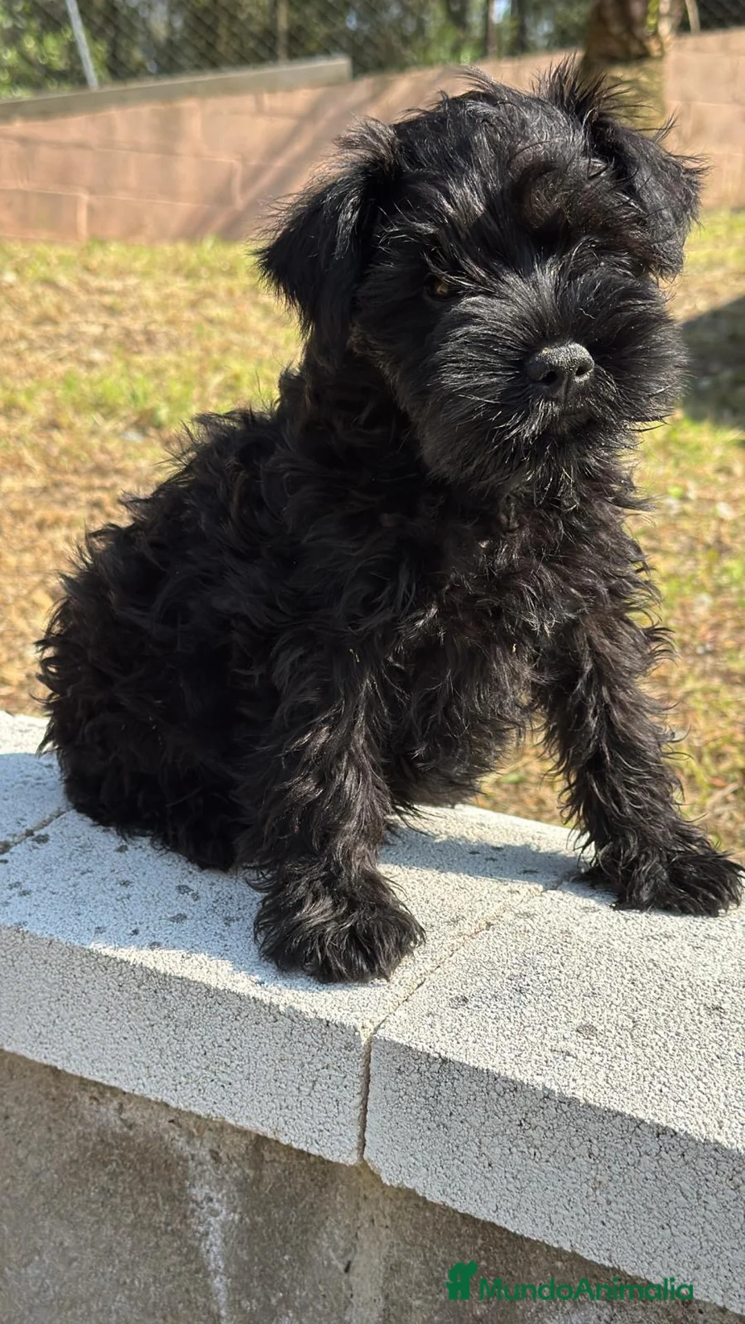 Schnauzer Miniatura perros en venta: SCHNAUZER MINIATURA - Anuncio 2