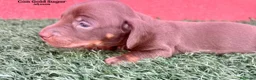 Teckel Miniatura perros en venta: Teckel minis kaninchen ricuras  - Anuncio 2