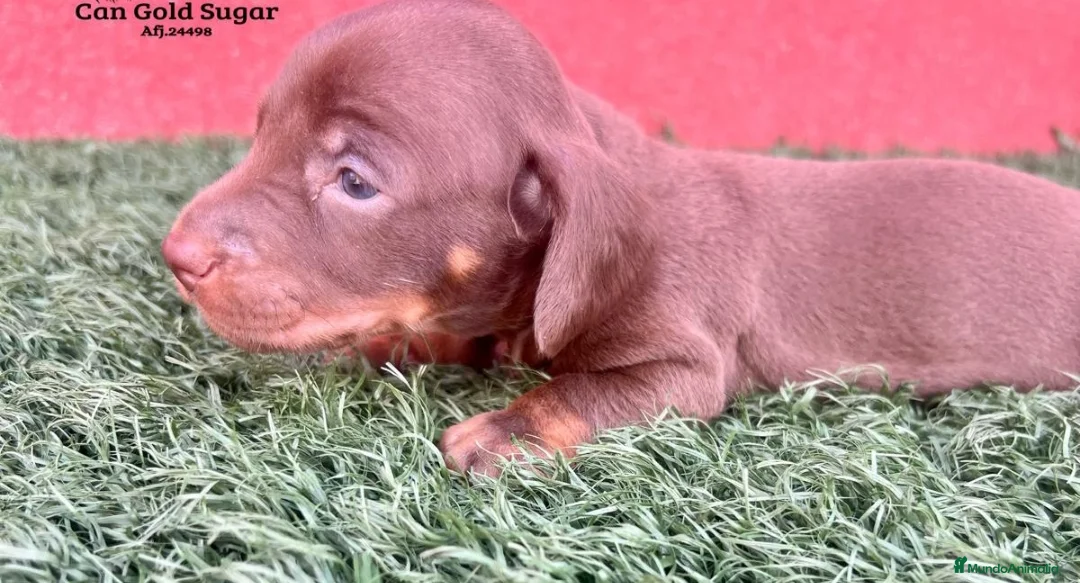 Teckel Miniatura perros en venta: Teckel minis kaninchen ricuras  - Anuncio 2