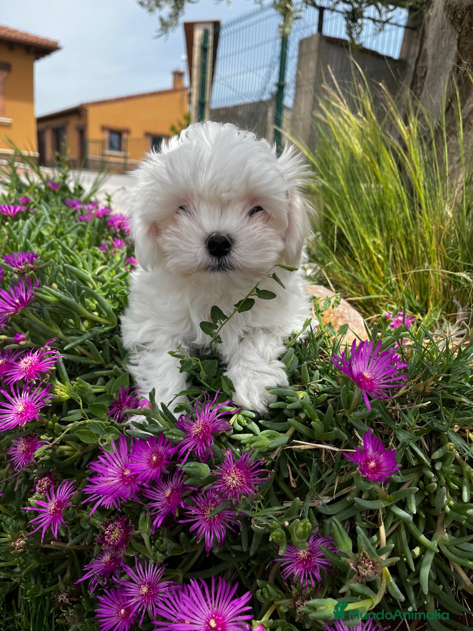 Bichón Maltés perros Bichón maltés  - Anuncio 3