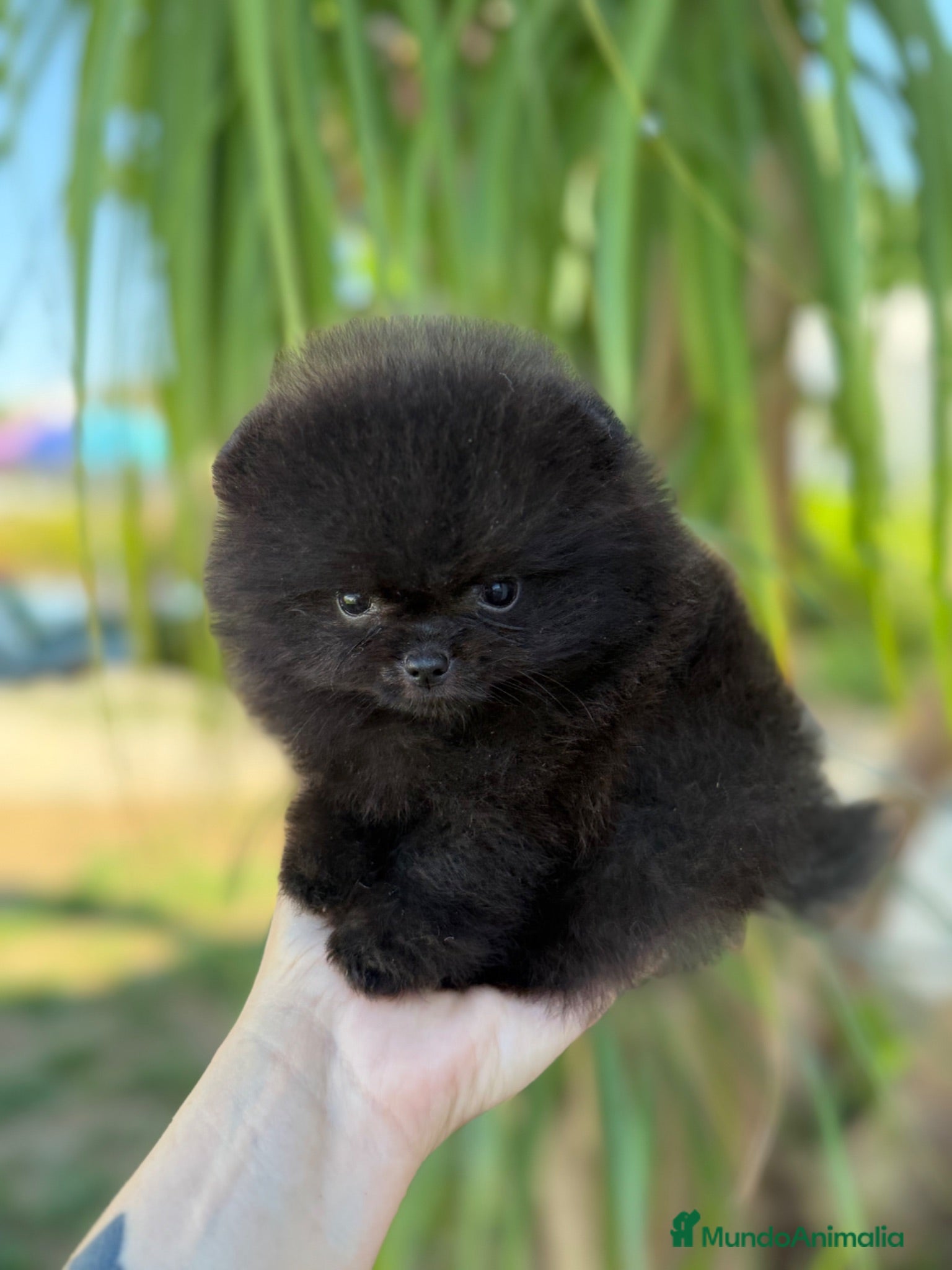 Pomerania perros Pomerania súper mini hijo campeones - Anuncio 2