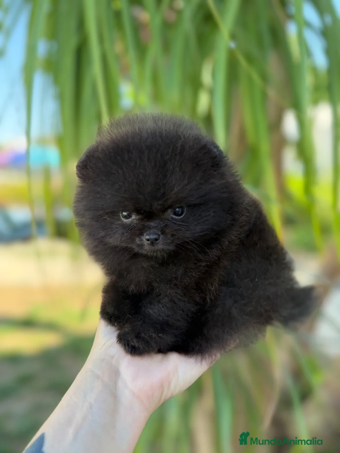 Pomerania perros en venta: Pomerania súper mini hijo campeones - Anuncio 2