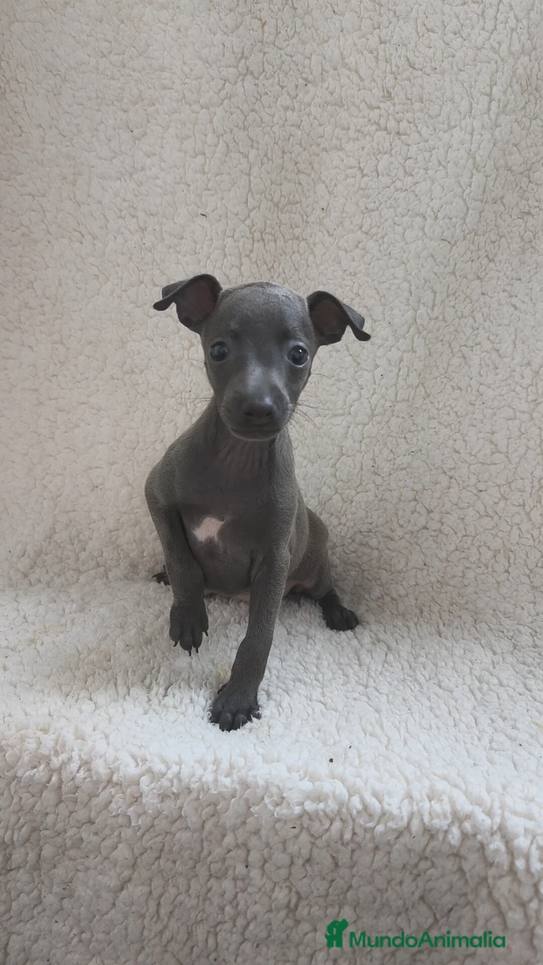 Pequeño Lebrel Italiano perros en venta: Pequeño lebrel Italiano machos disponibles  - Anuncio 5