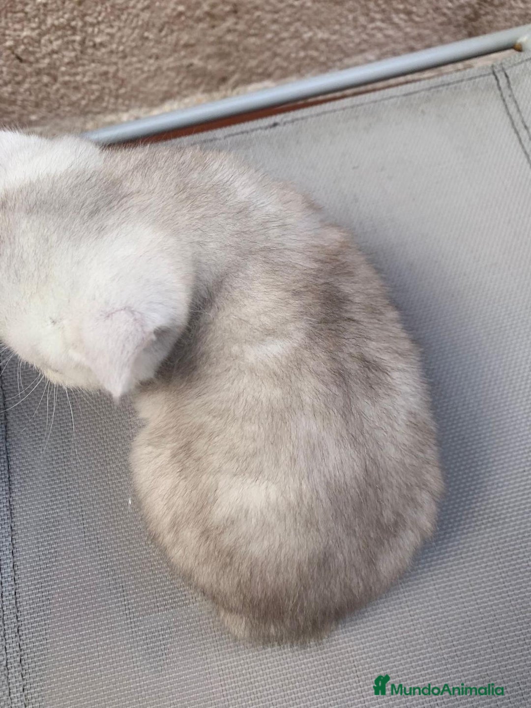 Británico de Pelo Corto gatos en venta: British shorthair - Anuncio 6