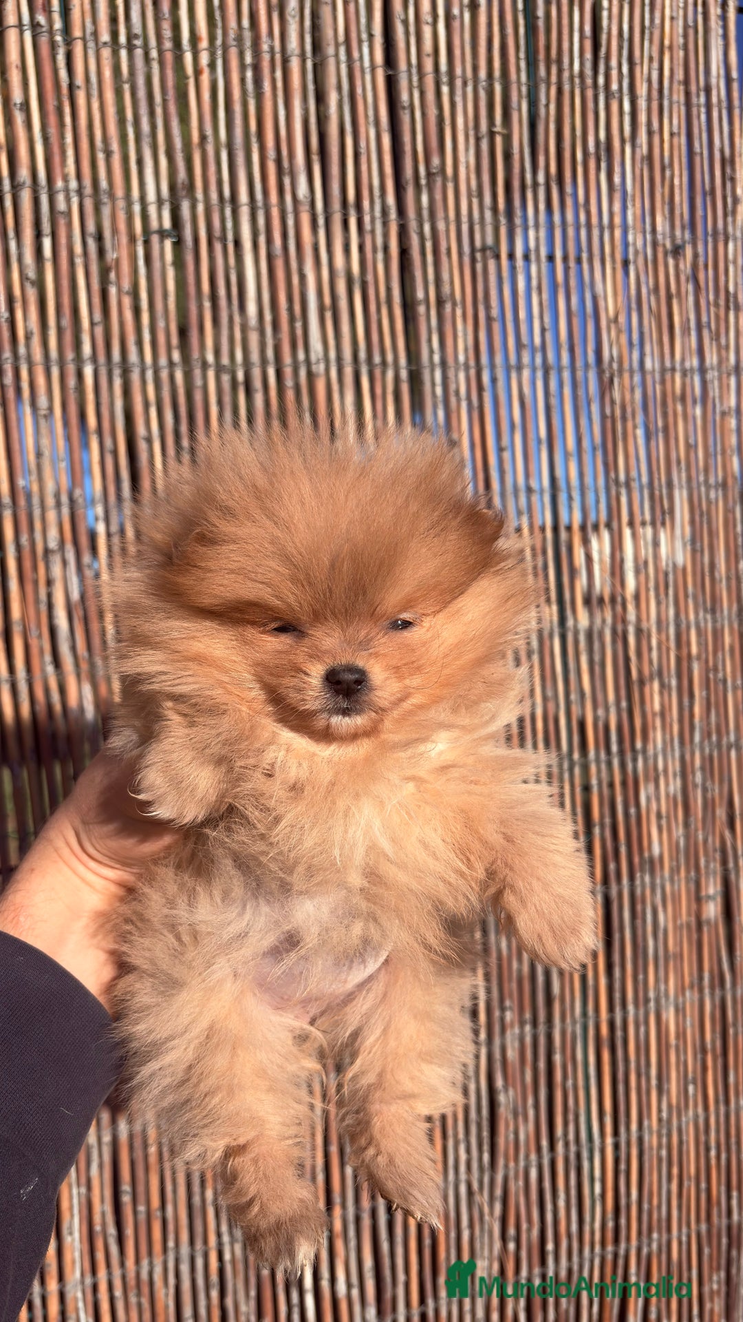 Pomerania perros en venta: Pomerania Mini Toy  - Anuncio 4