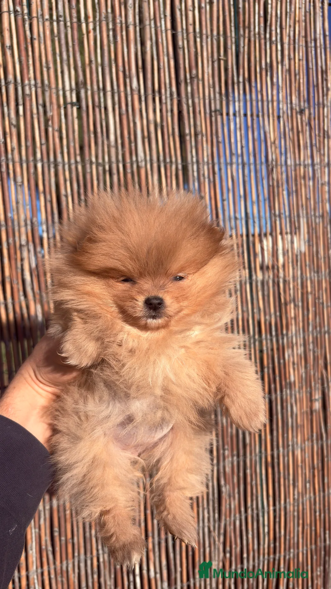 Pomerania perros en venta: Pomerania Mini Toy  - Anuncio 4
