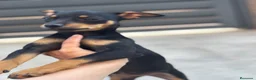 Pinscher Miniatura perros en venta: Hembra pinscher 4 meses - Anuncio 4