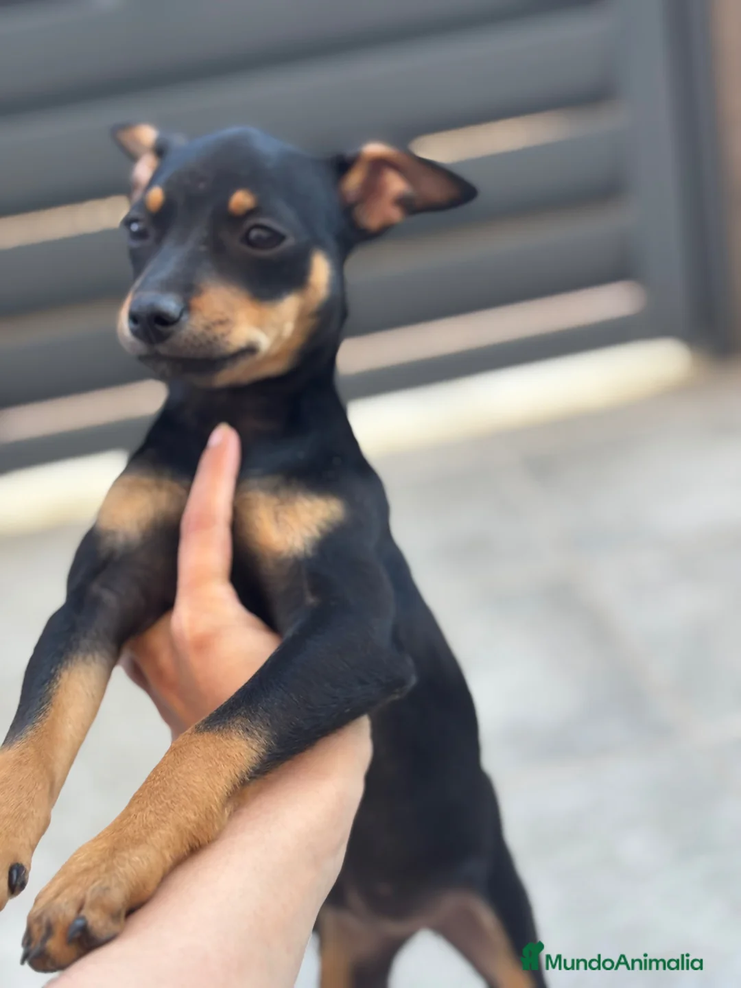 Pinscher Miniatura perros en venta: Hembra pinscher 4 meses - Anuncio 4