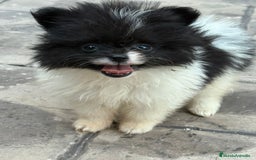 Pomerania perros en venta: Poo pomerania MICRO TOY  - Imagen 1