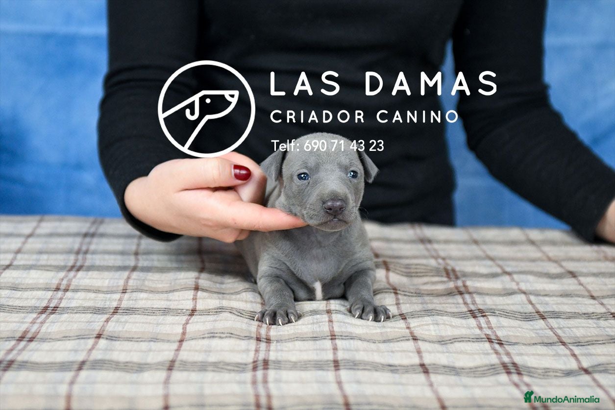 Pequeño Lebrel Italiano perros Macho piccolo lebrel italiano - Anuncio 1
