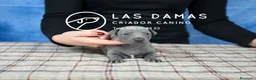 Pequeño Lebrel Italiano perros en venta: Macho piccolo lebrel italiano - Anuncio 1