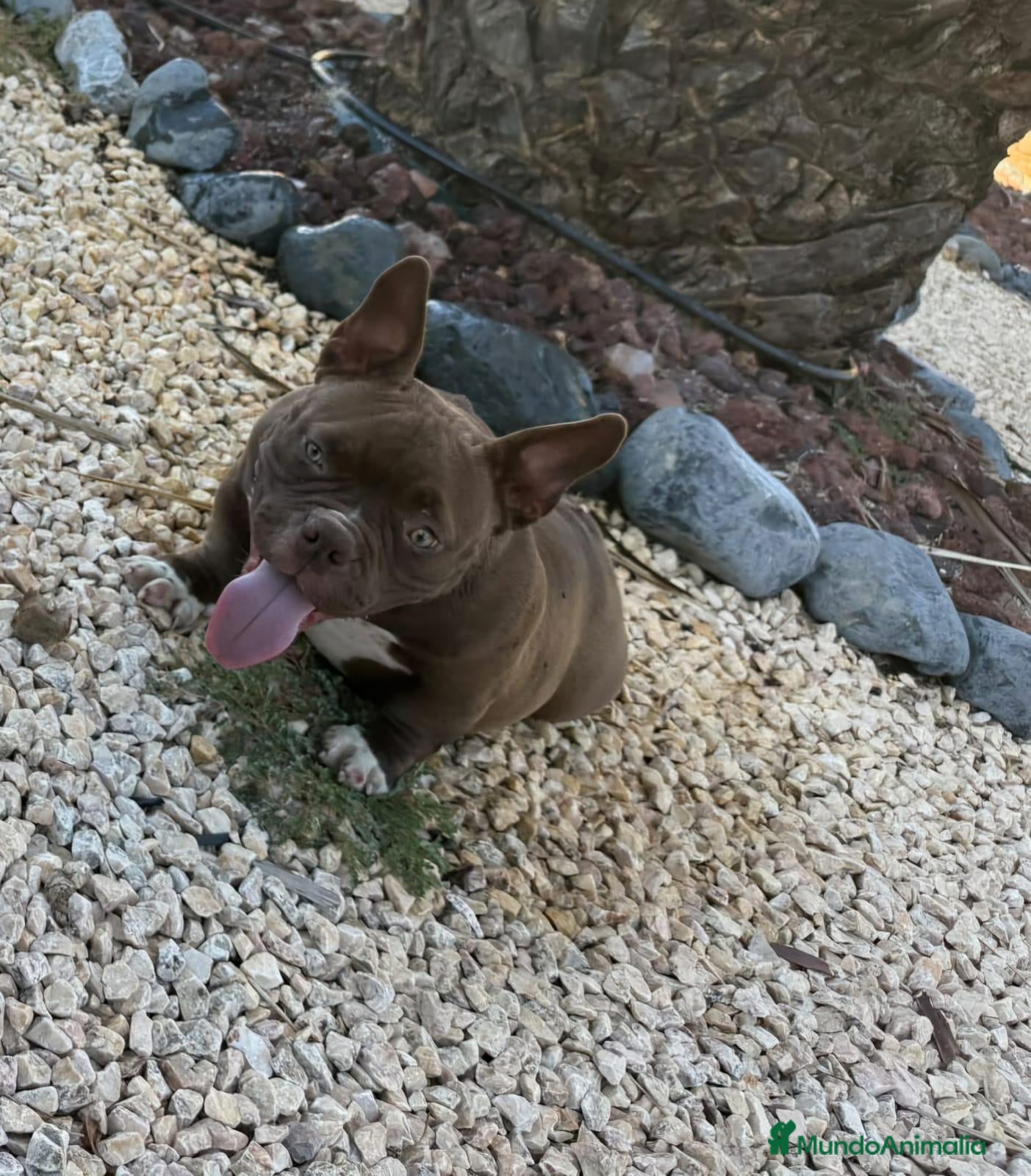 American Bully perros Cachorro de American Bully Micro - Anuncio 1