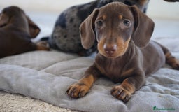 Teckel Miniatura perros en venta: ✨ Cacao & Bongo ✨ - Imagen 2