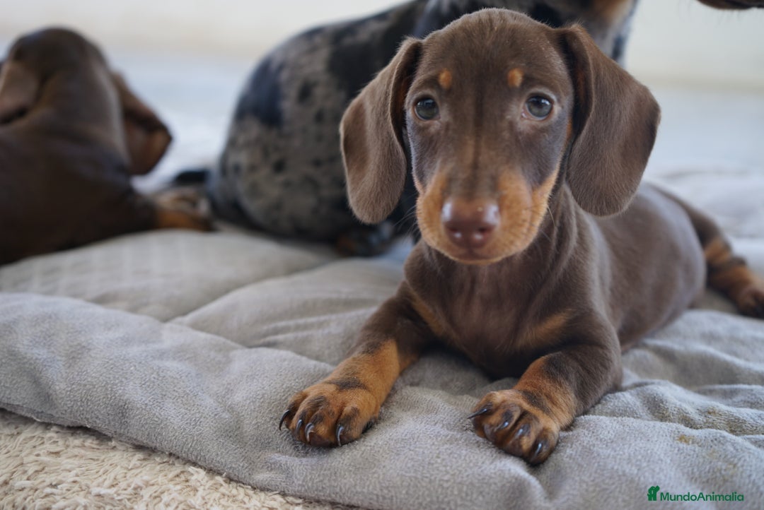 Teckel Miniatura perros en venta: ✨ Cacao & Bongo ✨ - Imagen 2
