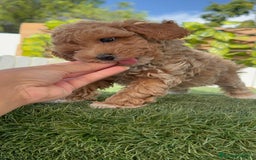 Raza Mixta perros en venta: CANICHE MACHO - Imagen 4