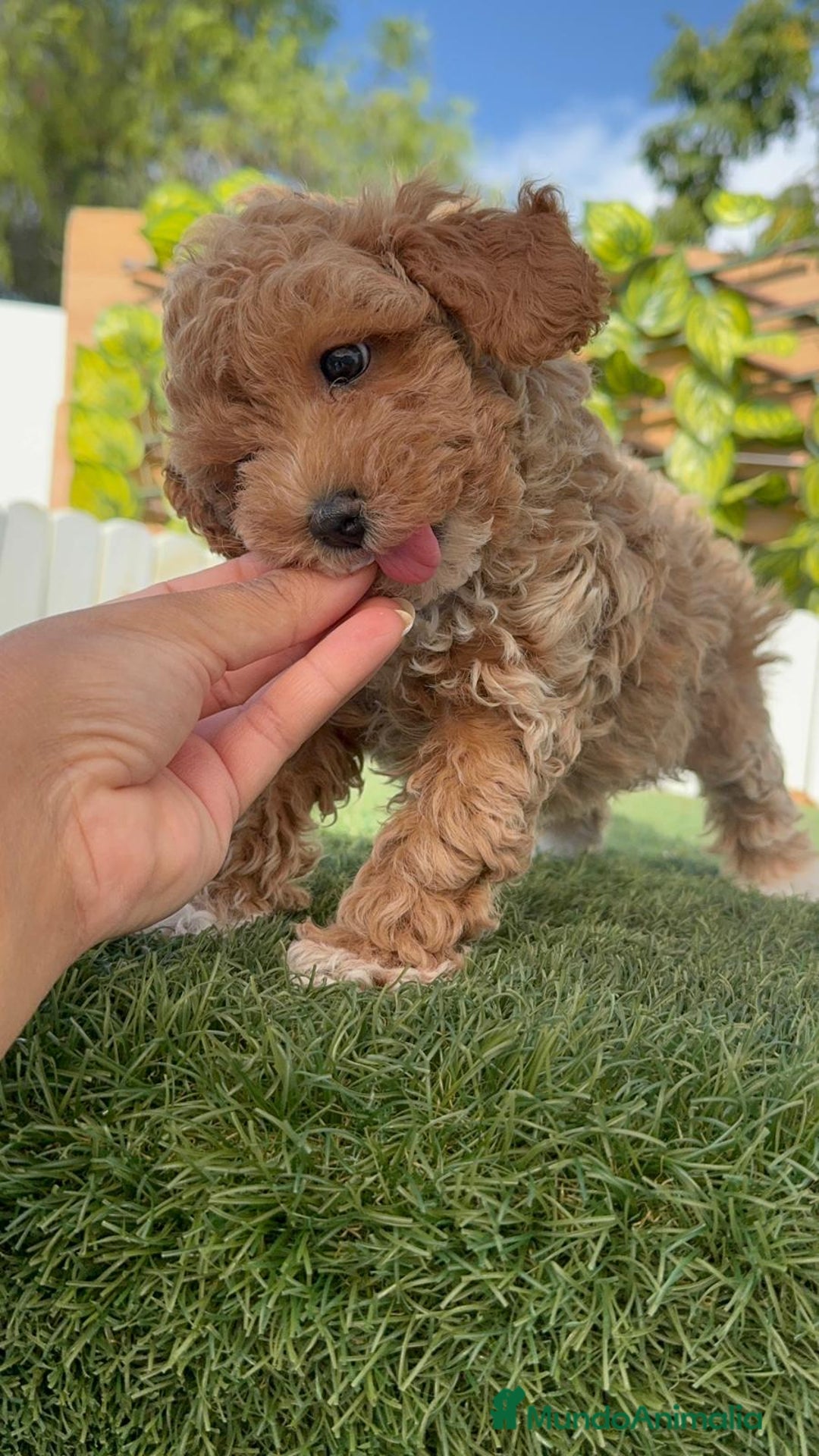 Raza Mixta perros en venta: CANICHE MACHO - Imagen 4