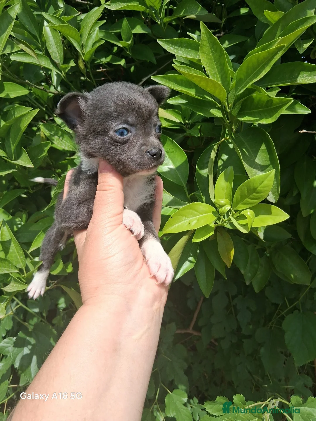 Pomchi perros en venta: super toy  de ojos azules y verdes envío a Madrid  - Anuncio 2