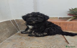 Caniche Toy perros en venta: Caniches toys Phanton ,apricot... - Imagen 3