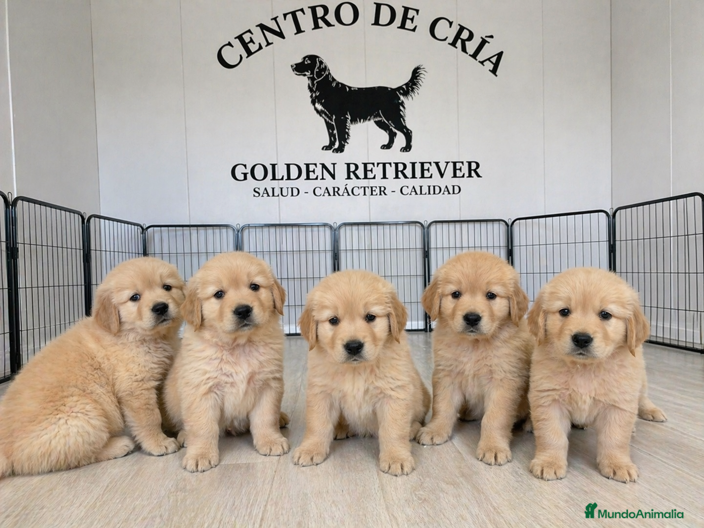 Golden Retriever perros CACHORROS GOLDEN RETRIEVER  - Anuncio 1