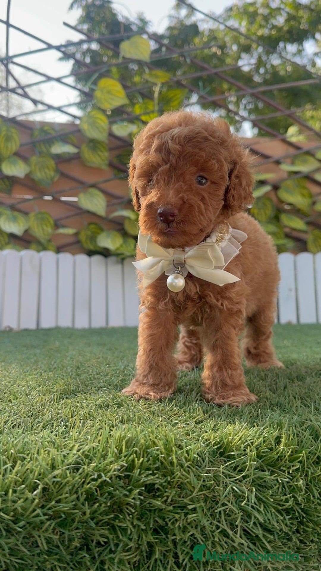 Caniche Toy perros en venta: CANICHE TOY EN SEVILLA, ENVIO A TODA ESPAÑA - Imagen 12