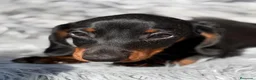 Teckel Miniatura perros en venta: Camada teckel,diferentes colores - Anuncio 9