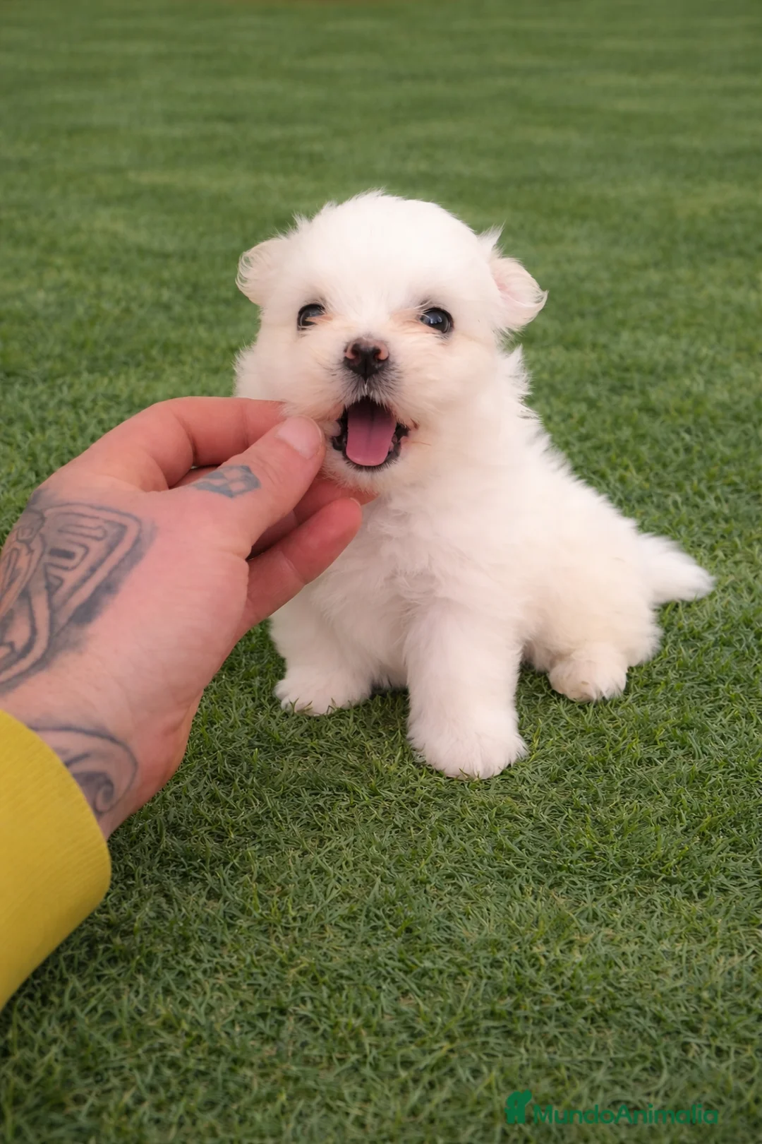 Maltipom perros en venta: PRECIOSA PAREJA DE MALTIPOM - Anuncio 2