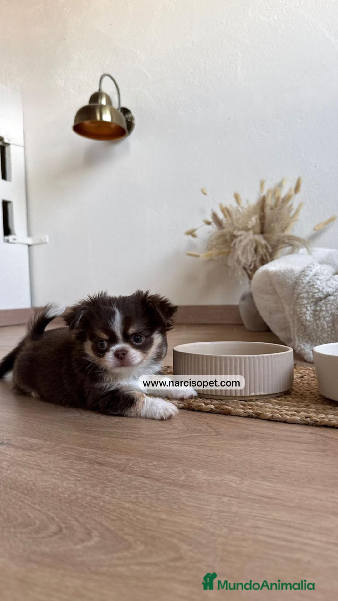 Chihuahua perros en venta: CRIADERO DE CHIHUAHUA PELO LARGO - Anuncio 5