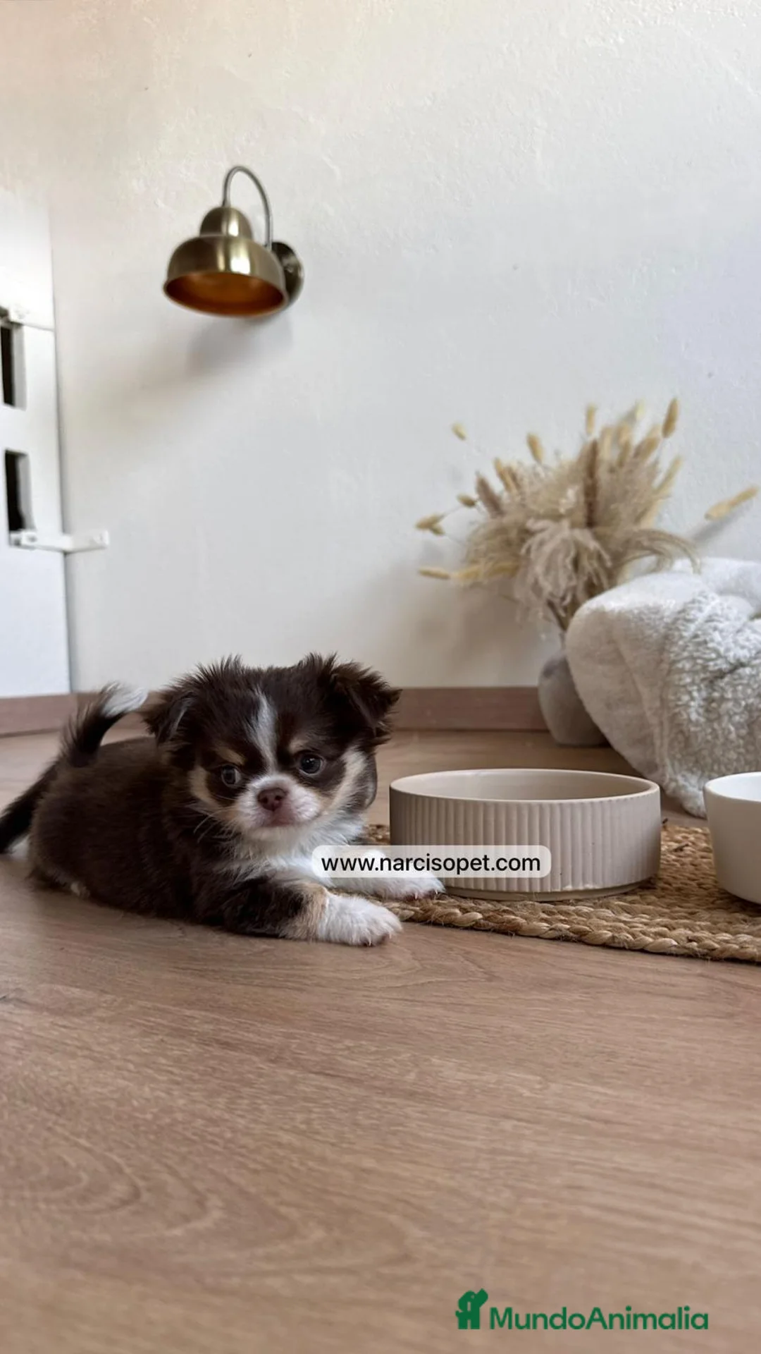 Chihuahua perros en venta: CRIADERO DE CHIHUAHUA PELO LARGO - Anuncio 5