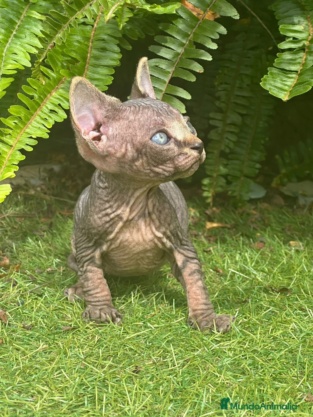 Sphynx gatos en venta: SPHYNX BLUE TABBY en Madrid - Anuncio 8