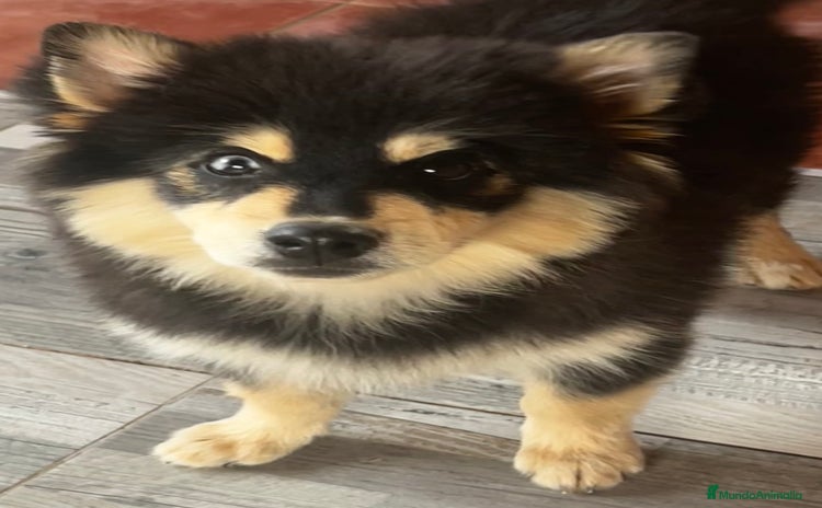 Pomsky perros - Anuncio 1