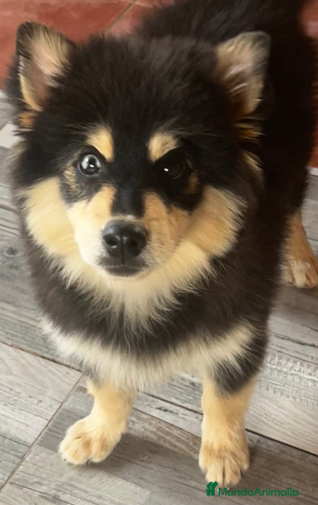 Pomsky perros en venta: Pomsky - Imagen 1