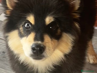 Pomsky perros - Anuncio 5