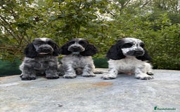 Cocker Spaniel Inglés perros en venta: Excelentes cachorros cocker ingles - Imagen 5