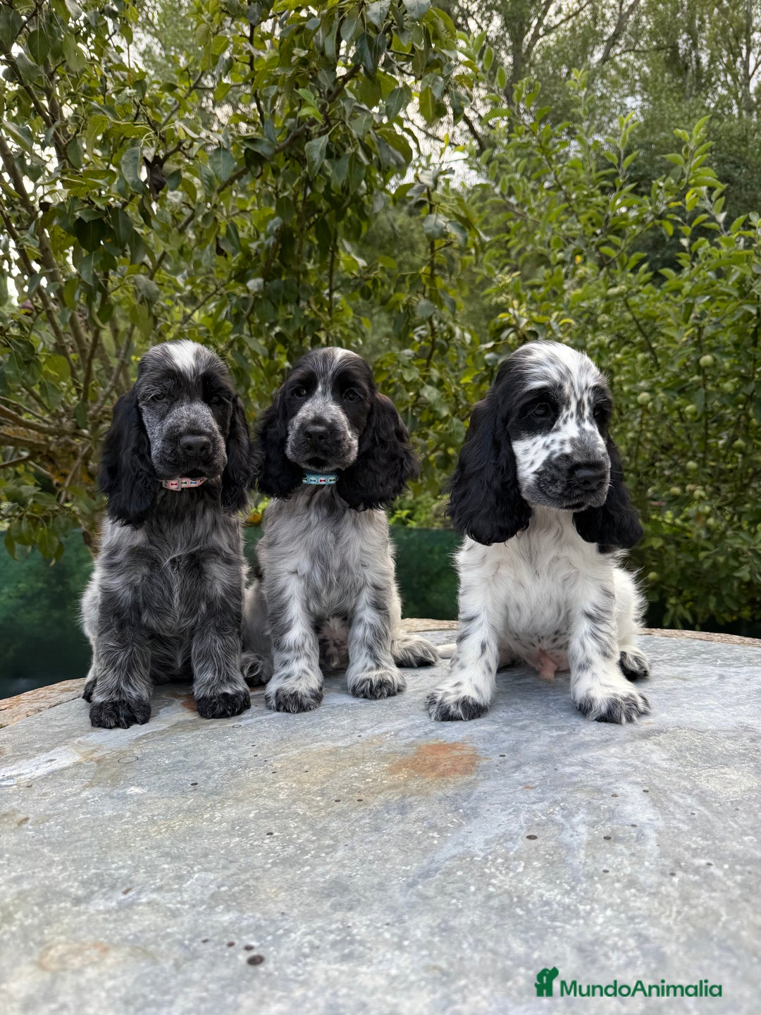 Cocker Spaniel Inglés perros en venta: Excelentes cachorros cocker ingles - Imagen 5