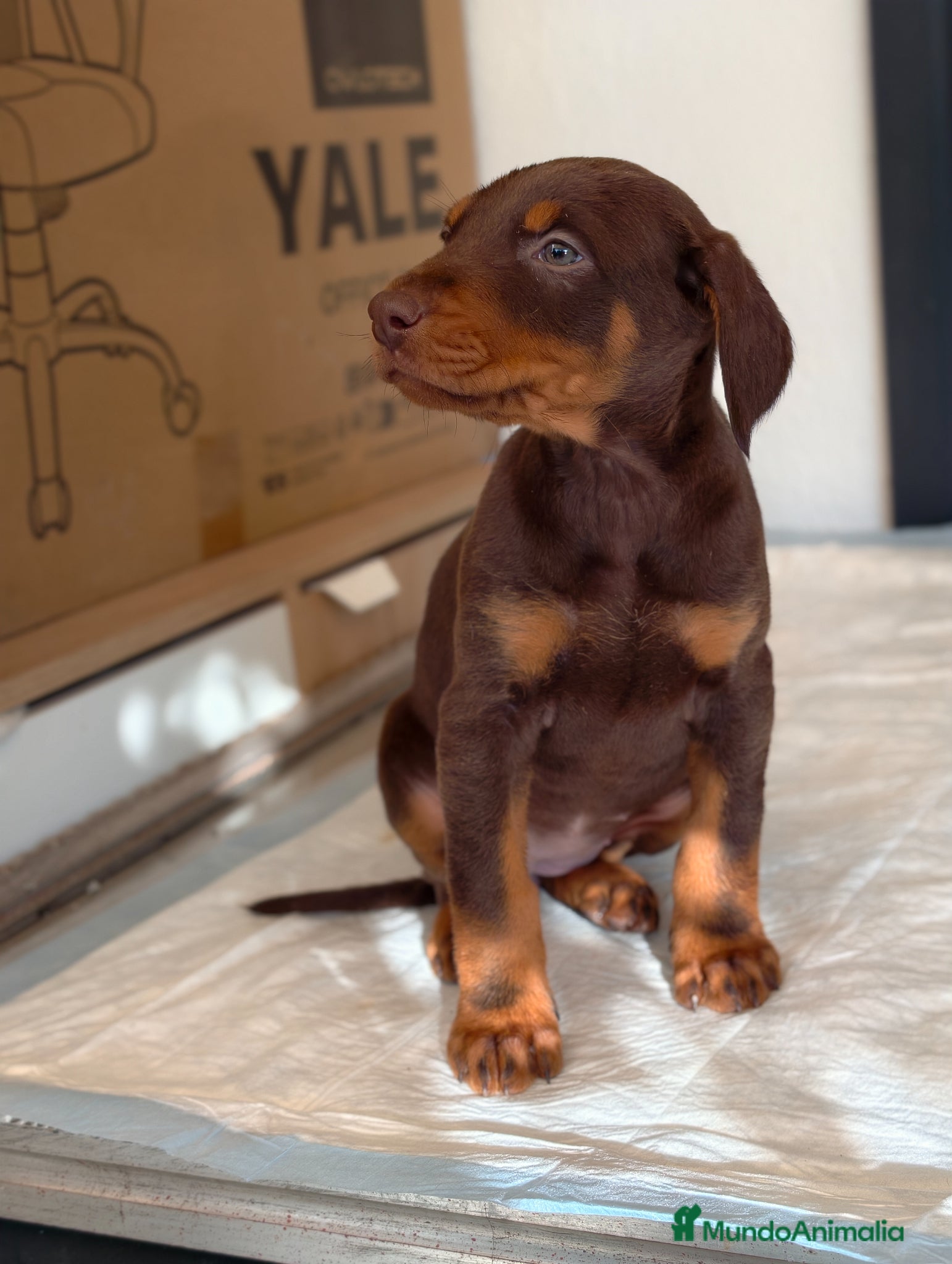 Dobermann perros Doberman línea europea  - Anuncio 1