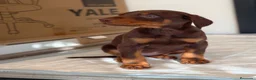 Dobermann perros en venta: Doberman línea europea  - Anuncio 1