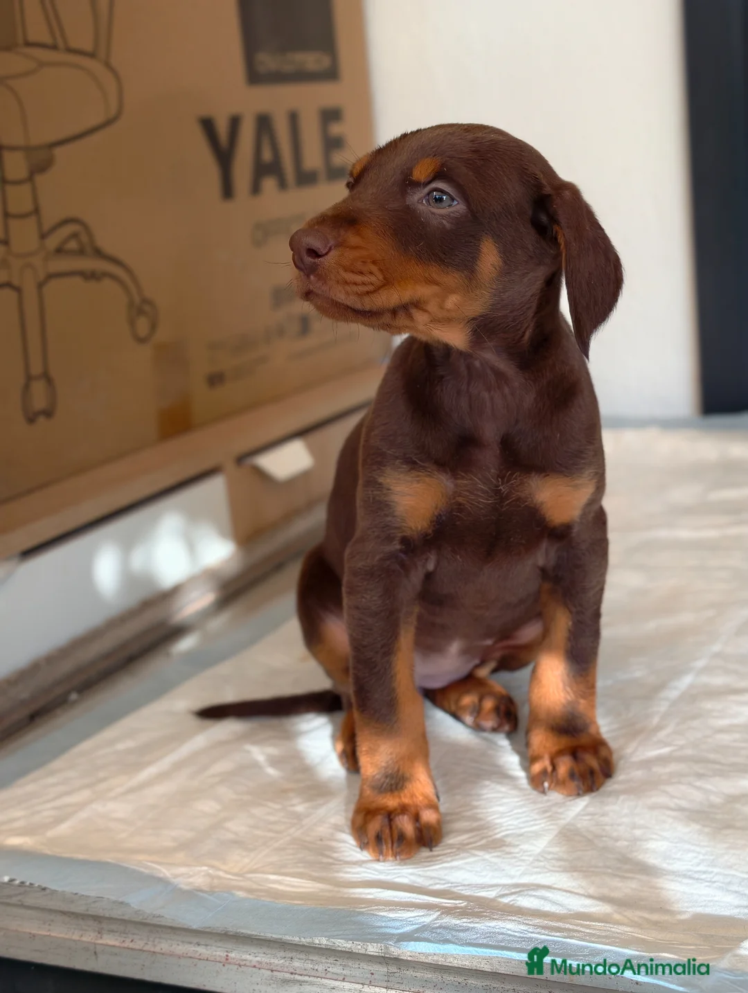 Dobermann perros en venta: Doberman línea europea  - Anuncio 1