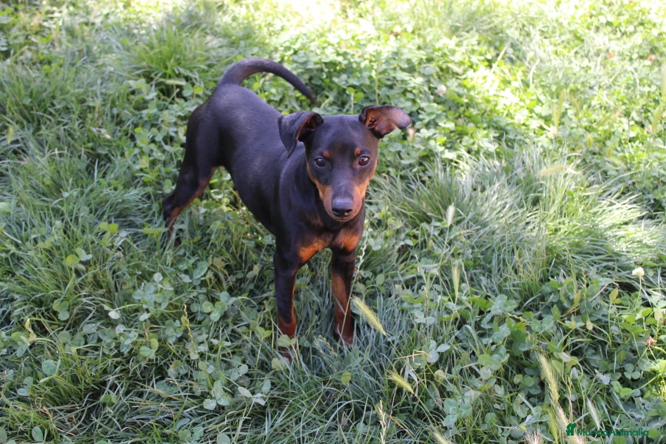 Pinscher Miniatura perros Pinscher miniatura hembra  - Anuncio 1