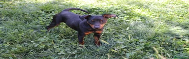 Pinscher Miniatura 1
