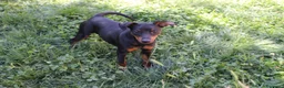 Pinscher Miniatura perros en venta: Pinscher miniatura hembra  - Anuncio 1