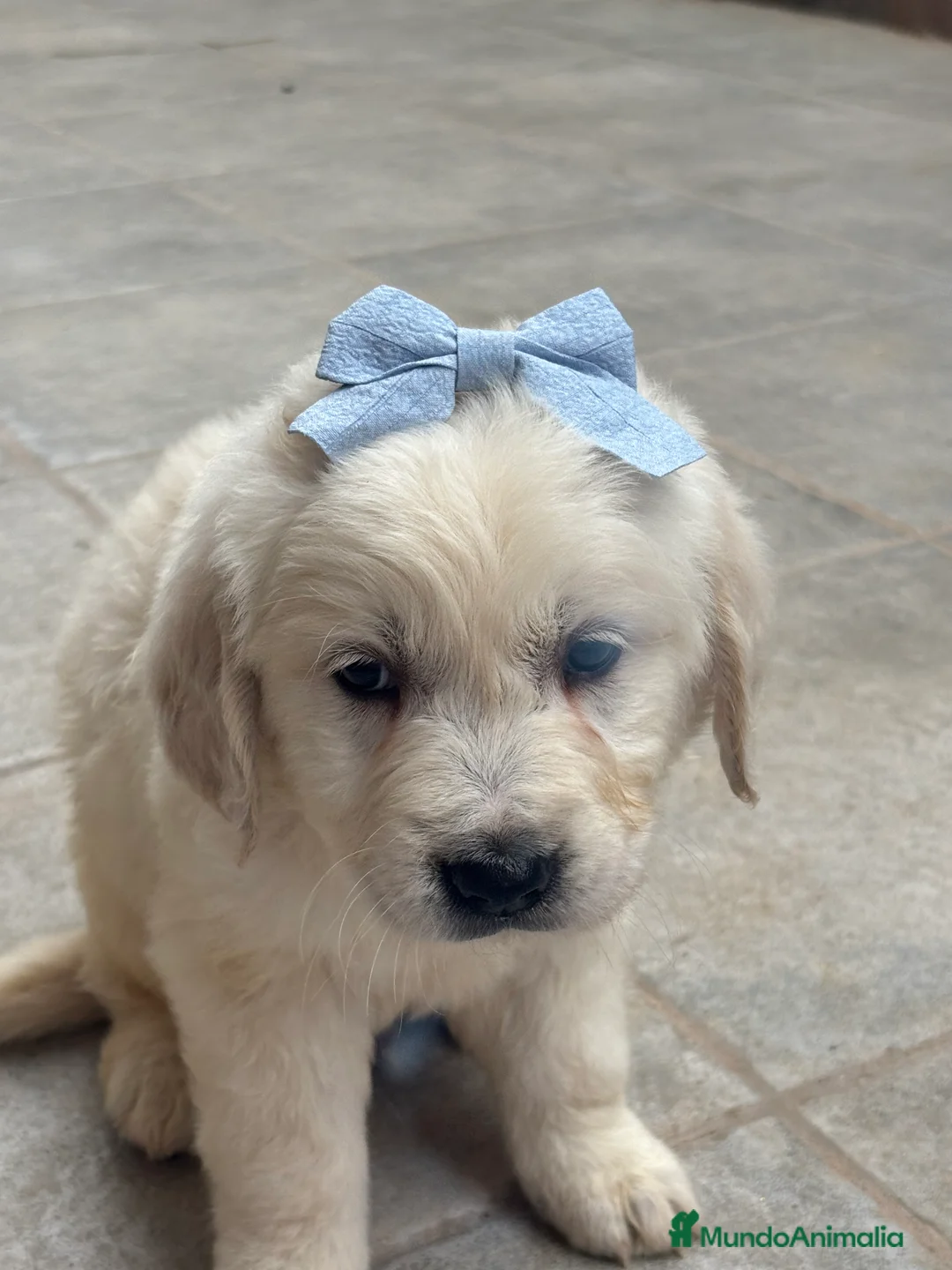 Golden Retriever perros en venta: Últimos golden retriever disponibles! en Málaga - Anuncio 2