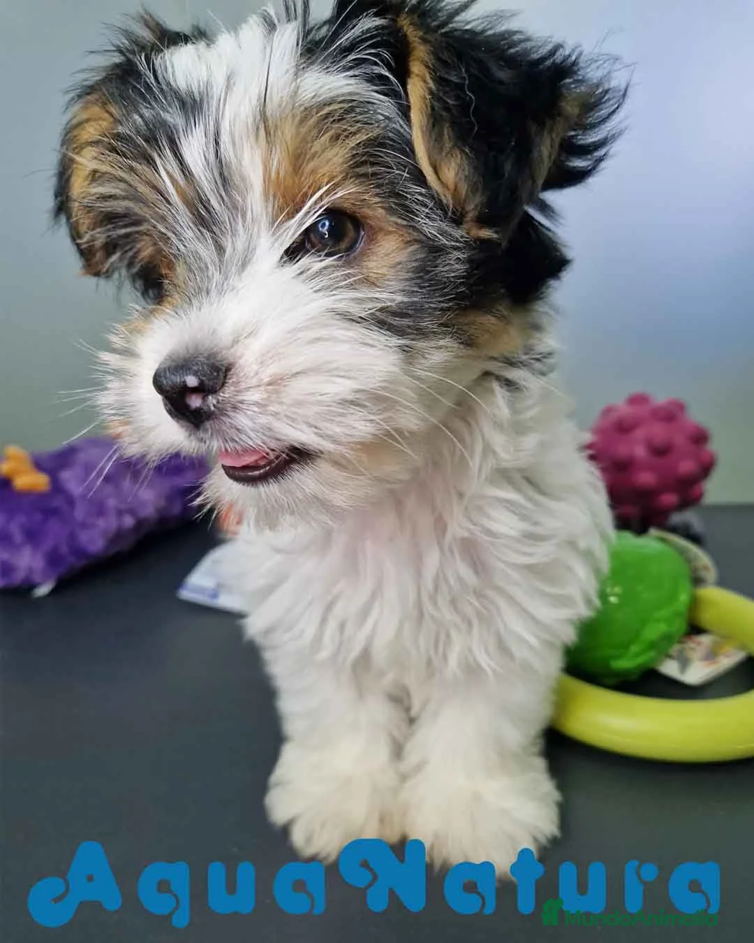 Biewer Yorkshire Terrier a la Pom Pon perros en venta: Yorkshire Biewer Hembra CJMM 1764 AQUANATURA - Anuncio 1