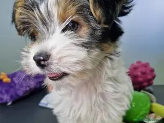 Biewer Yorkshire Terrier a la Pom Pon perros Yorkshire Biewer Hembra CJMM 1764 AQUANATURA - Anuncio 17